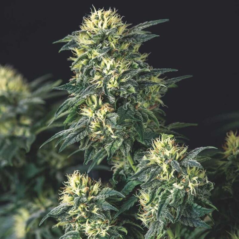 Anesthesia x Runtz, Фасовка: 5